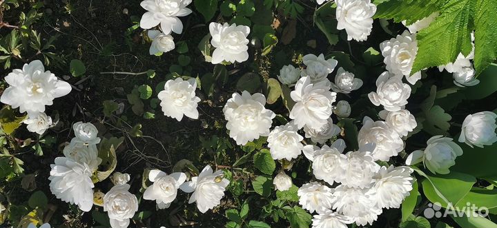 Растения в сад