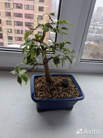 Бонсай. Дерево для души