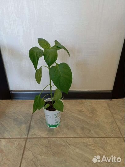 Рассада сладкого перца(Талисман, Касабланка, Нежн