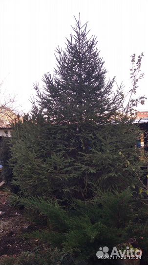 Ёлка живая