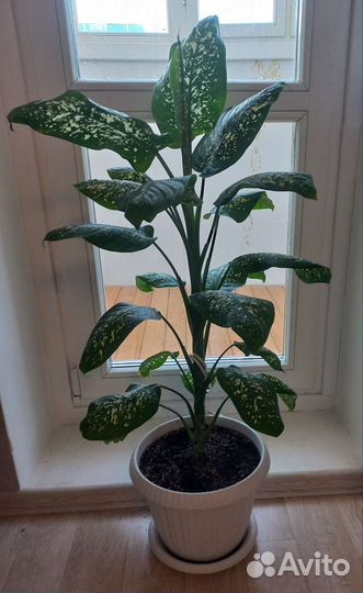 Диффенбахия