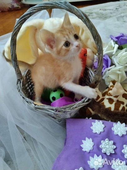 Ласковые рыжики,девочки,в добрые руки.В лоток сами