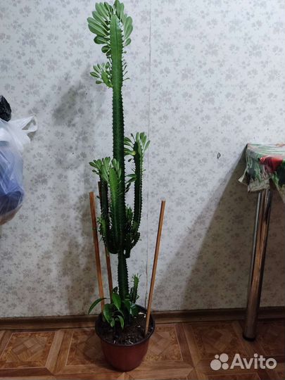 Молочай треугольный