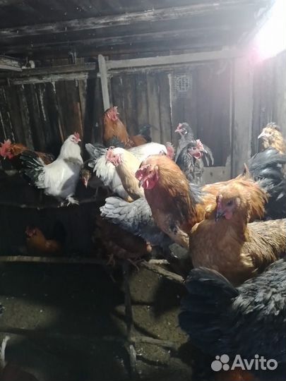 Курочки несушки