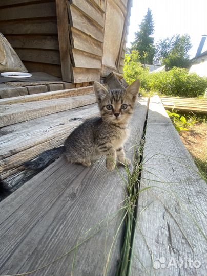 Кошечка в добрые руки