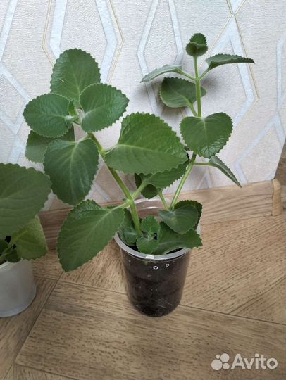 Мята комнатная