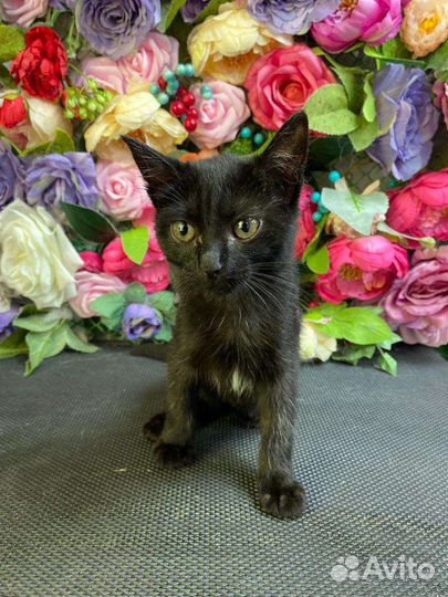 Кошки в добрые руки