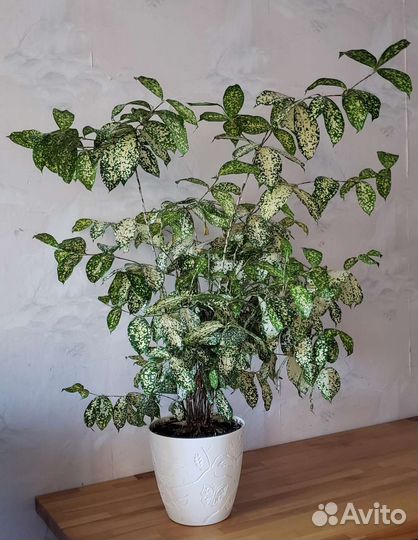 Комнатные цветы Кротон