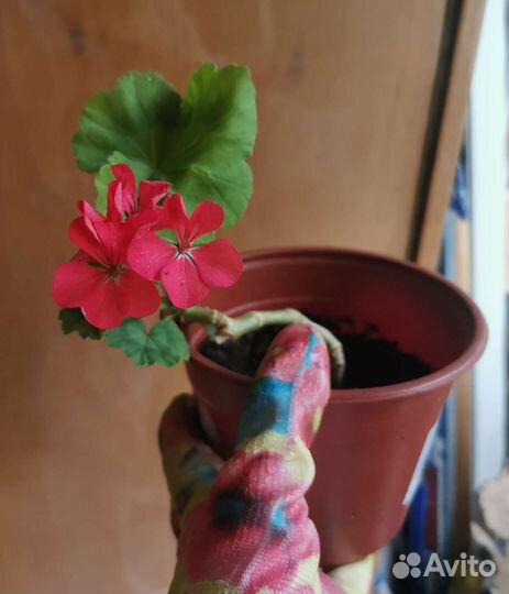 Пеларгония герань