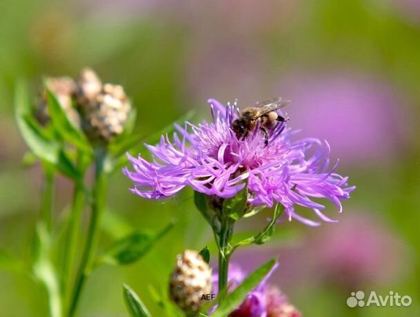 Мед 2024 года из Алтая опт