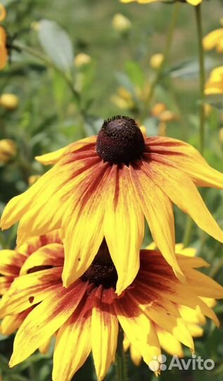 Эхинацея декоративная Оранж и