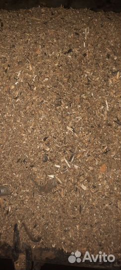 Отходы семечки подсолнечника