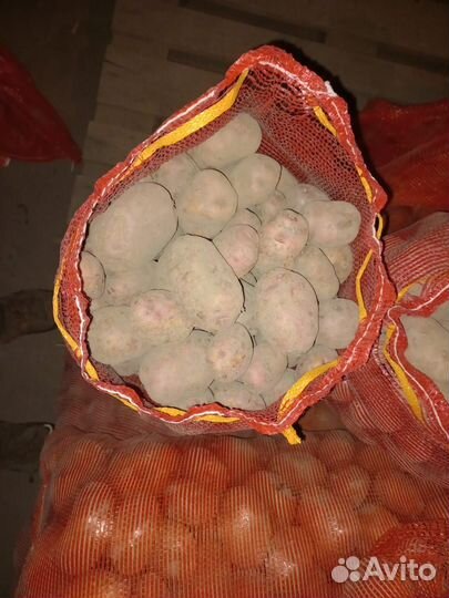 Сеймчанский картофель