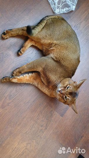 Абиссинская вязка