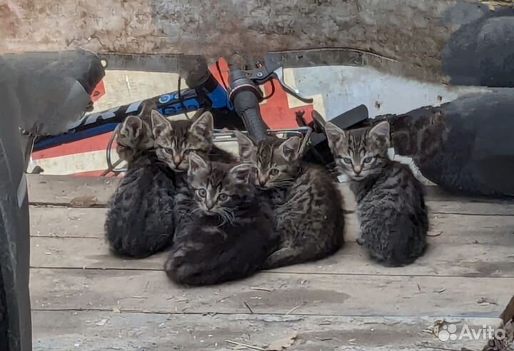 Котята в добрые руки бесплатно