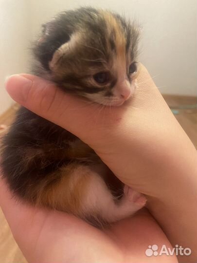 Отдам даром бесплатно котят