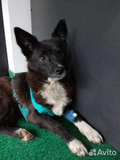 Кнопка в добрые руки