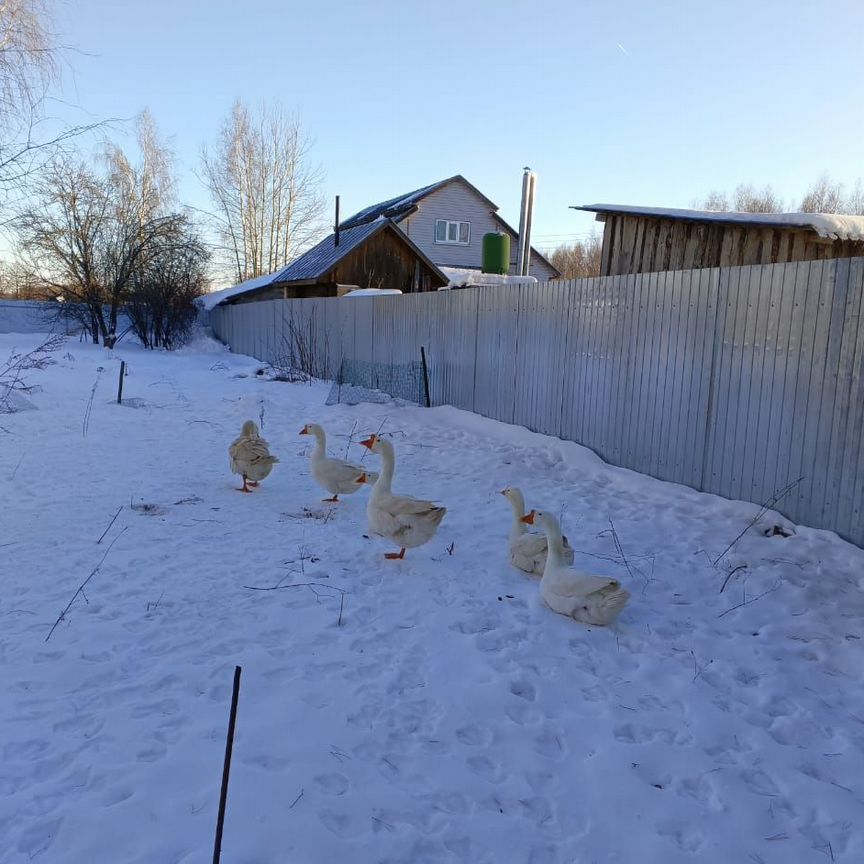 Гуси Линда на племя