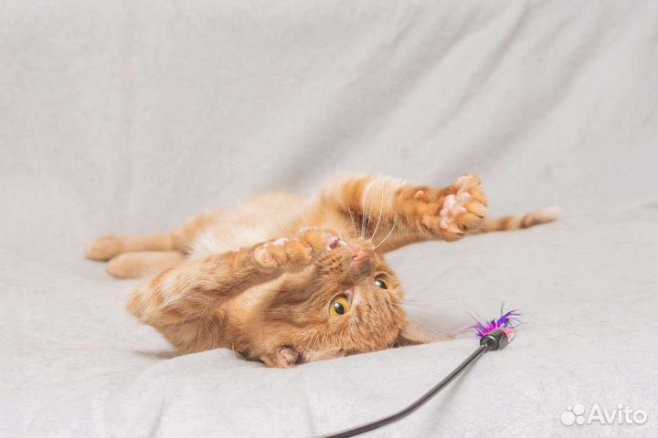 Кошка в дар