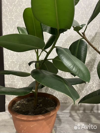 Продам фикусы