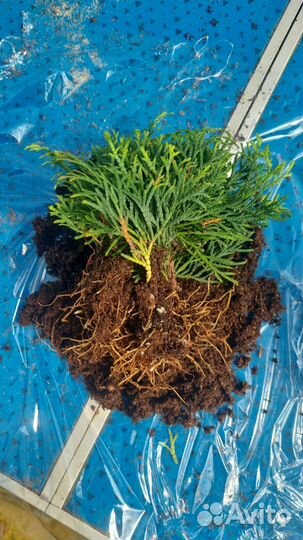 Черенки саженцы туи смарагд