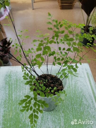 Папоротники