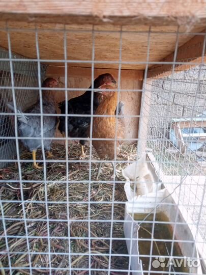 Домашняя птица