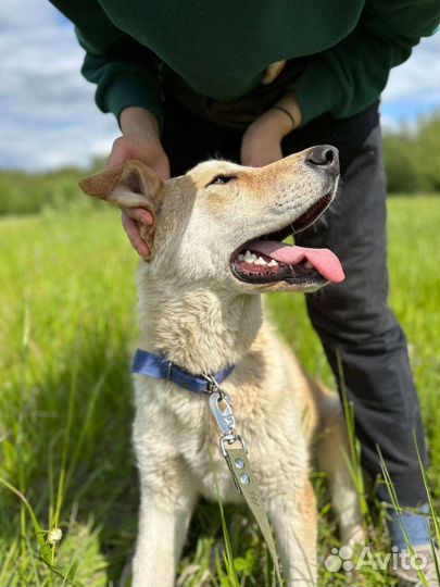 Щенки подростки в добрые руки