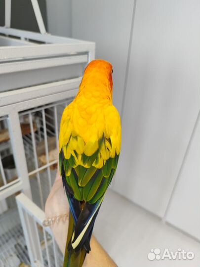Попугай аратинга (пара)