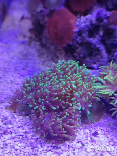 Морские кораллы