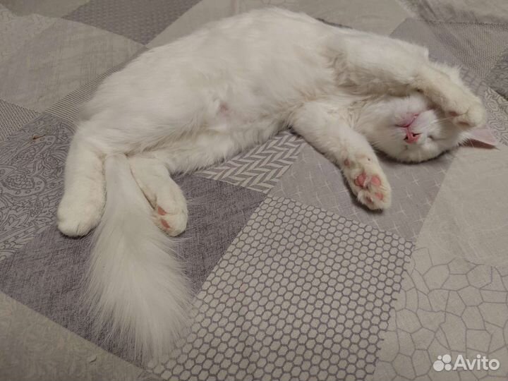 Кошка в добрые руки бесплатно 9 месяцев