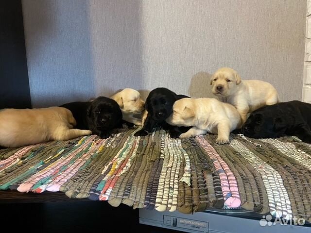 Щенки лабрадора