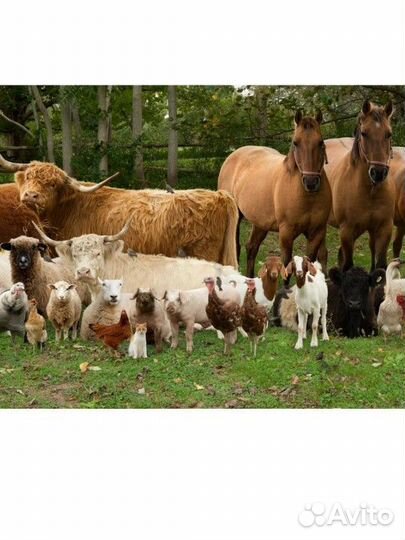 Быков коров тёлок овец