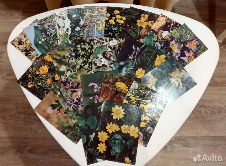 Открытки для ботаники, 5-6 класс, СССР, 1972 год