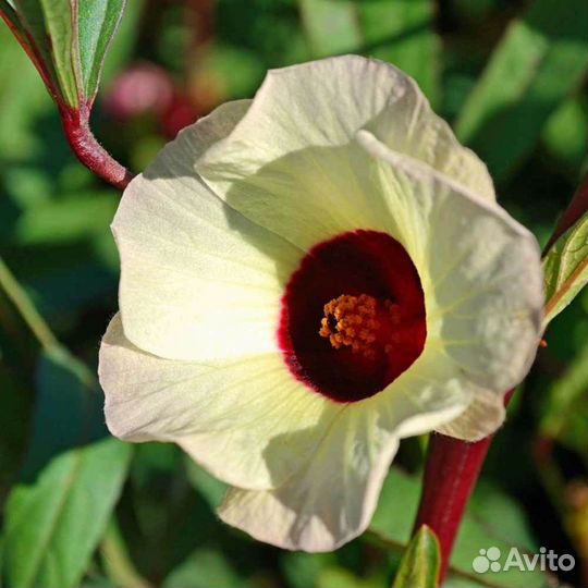 Гибискус разные сорта, семена