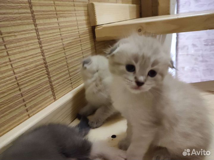 Котята в добрые руки шотландский вислоухий