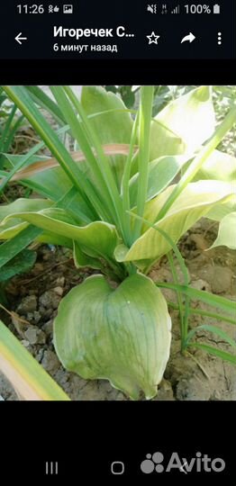 Розы и другие цветы