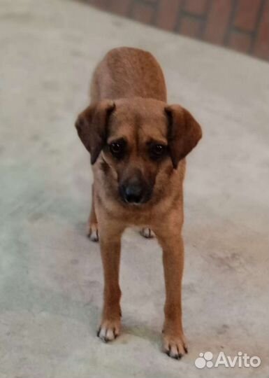 Маленький песик мальчик