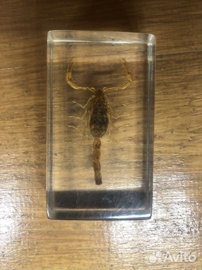 Маньчжурский золотой скорпион в эпоксидном боксе