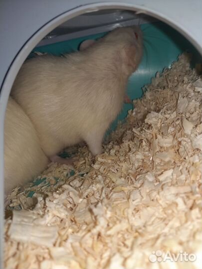 Крысята Дамбо