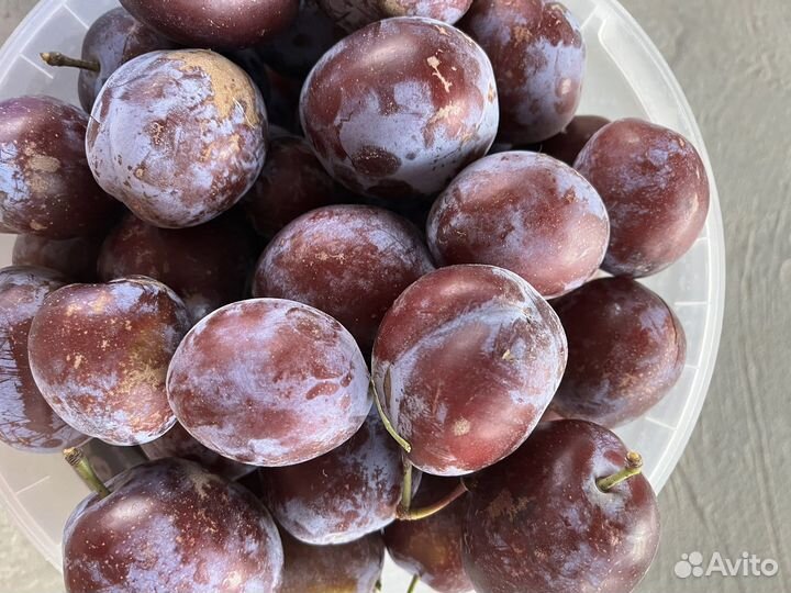 Слива кабардинка