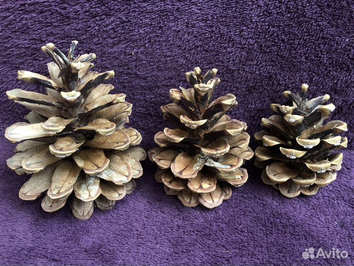 Шишки крымской сосны и кипариса