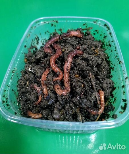 Черви для рыбалки. Железняк(зеленые),Дендробена