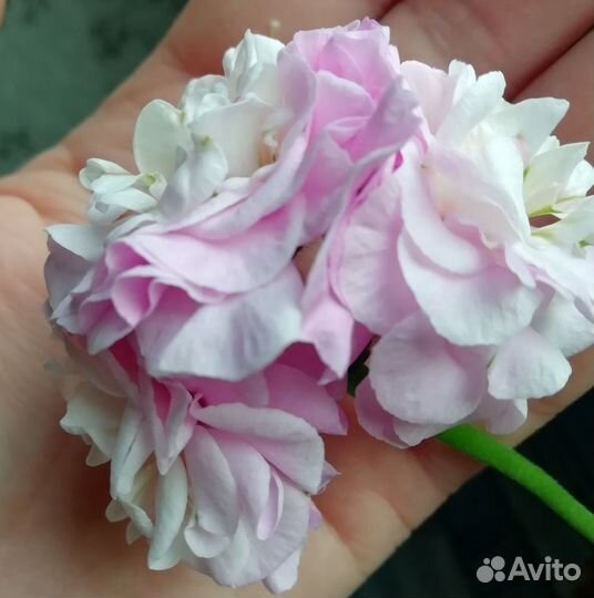 Пеларгония PAC Viva Carolina/ Пак Вива Каролина