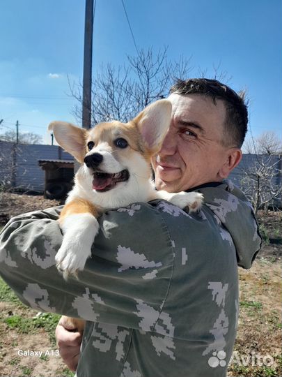 Корги щенок девочка