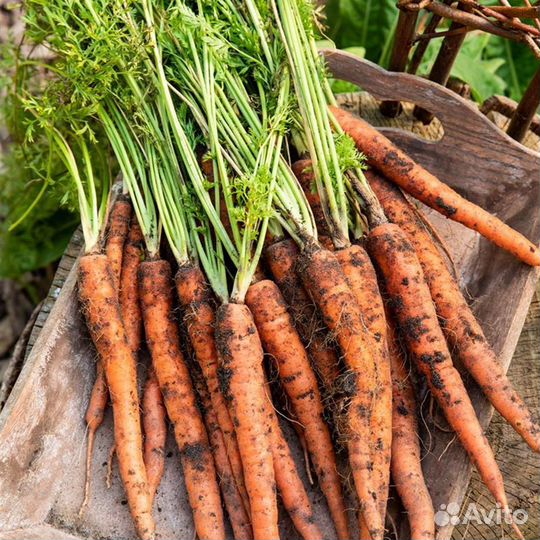 Ceмeна моркови сорт Валерия ф1