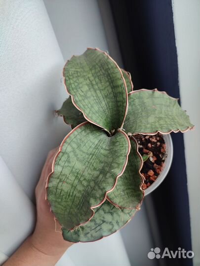 Сансевиерия Кирки Сильвер Блю, хавортии Лимифолия