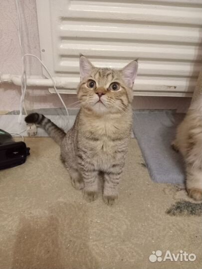 Британские котята
