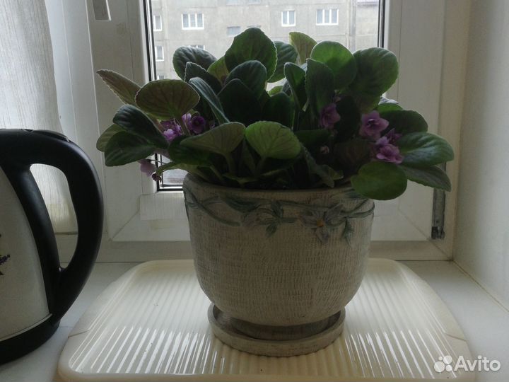 Фиалка взрослая в горшке