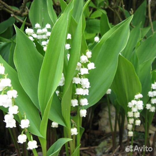 Ландыши (саженцы)